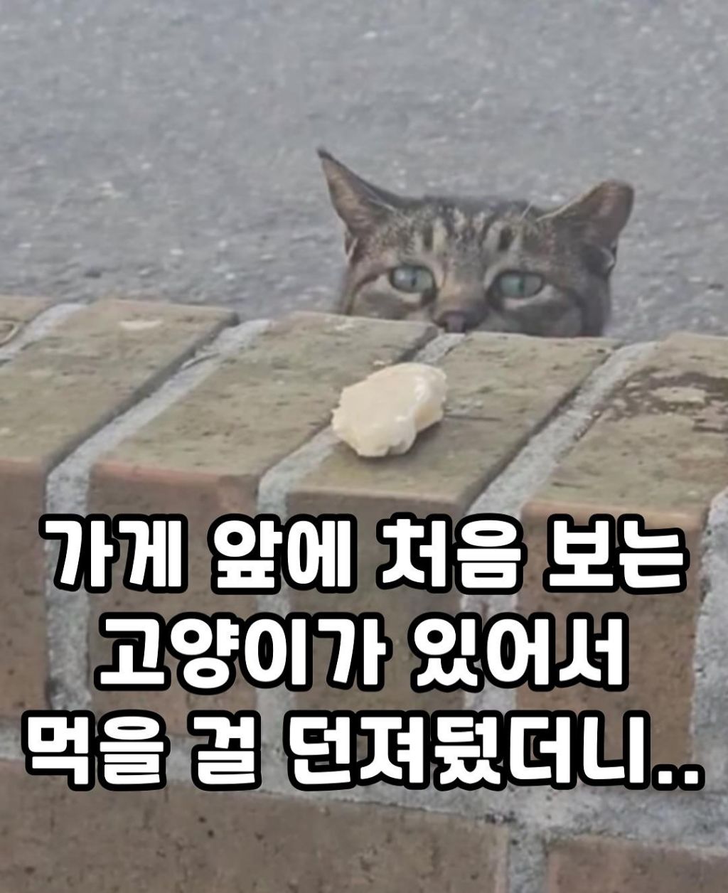 가게-앞에-처음-보는-고양이가-있어서-간식줬는데,,-0-이미지