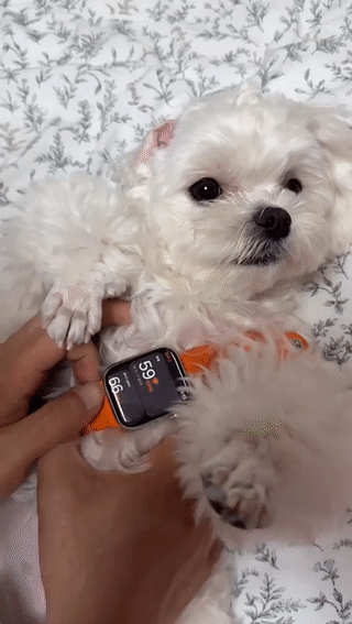 강아지의-심장을-뛰게-만드는-것-.gif-0-이미지