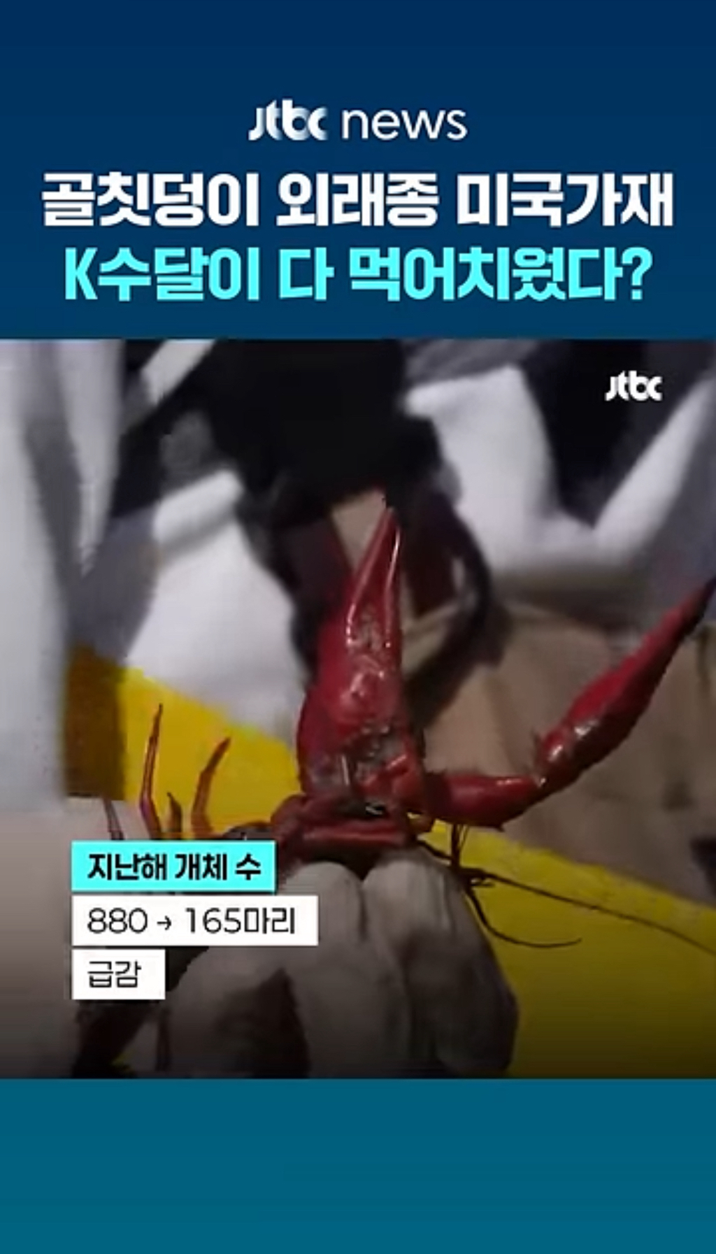 생태계-교란종인-미국가재-씨가-말라가는-중-0-이미지