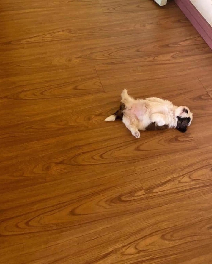 새끼-강아지때만-할-수-있다는-잠자는-자세를-맘껏-즐기는-갱얼쥐..⭐-.jpg-8-이미지