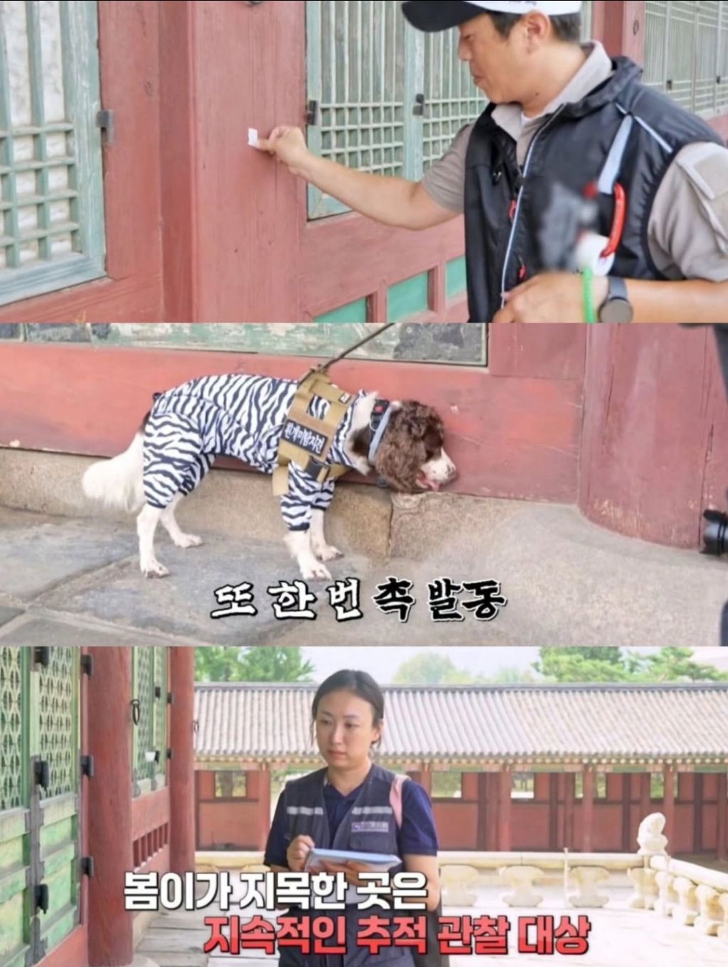 반려동물-출입금지인-경복궁에-나타난-댕댕이-6-이미지