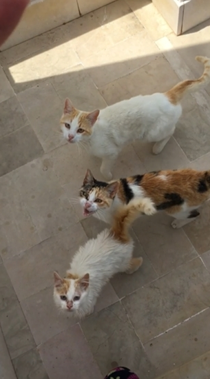 비건주인-때문에-강제-채식한-고양이들-2-이미지