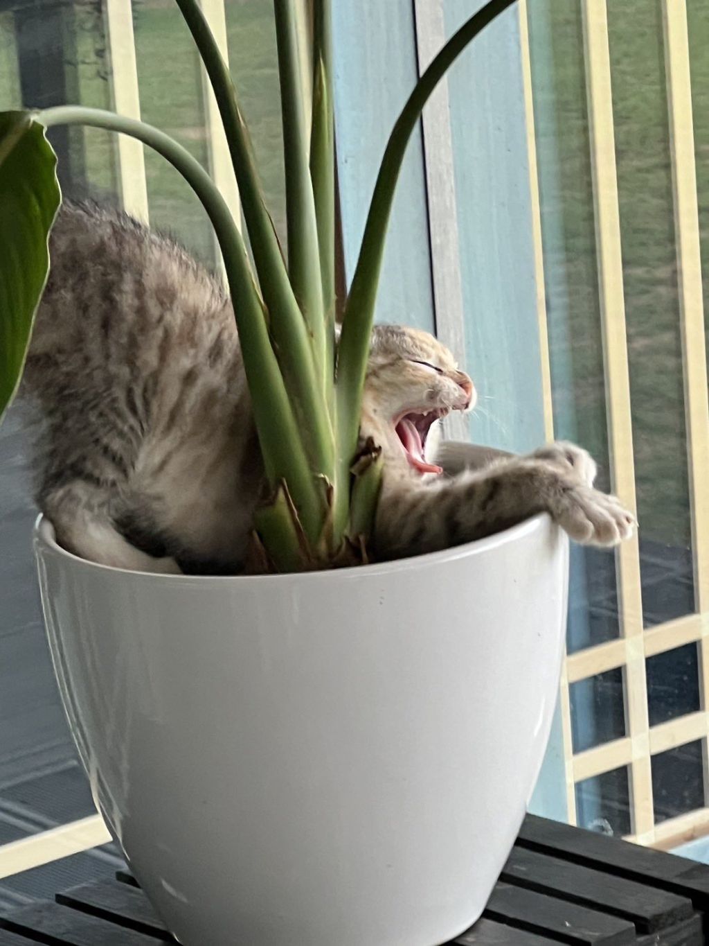 시골집-화분에-고양이-자라났대-1-이미지