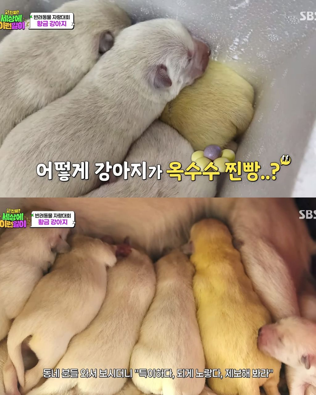 9마리댕댕이들중-색이-다르게-태어난댕댕이-1-이미지