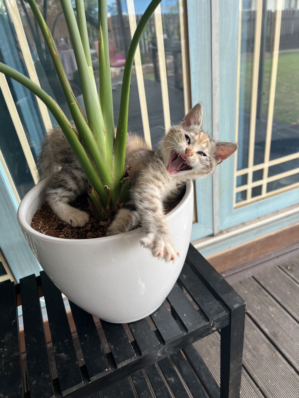시골집-화분에-고양이-자라났대-4-이미지