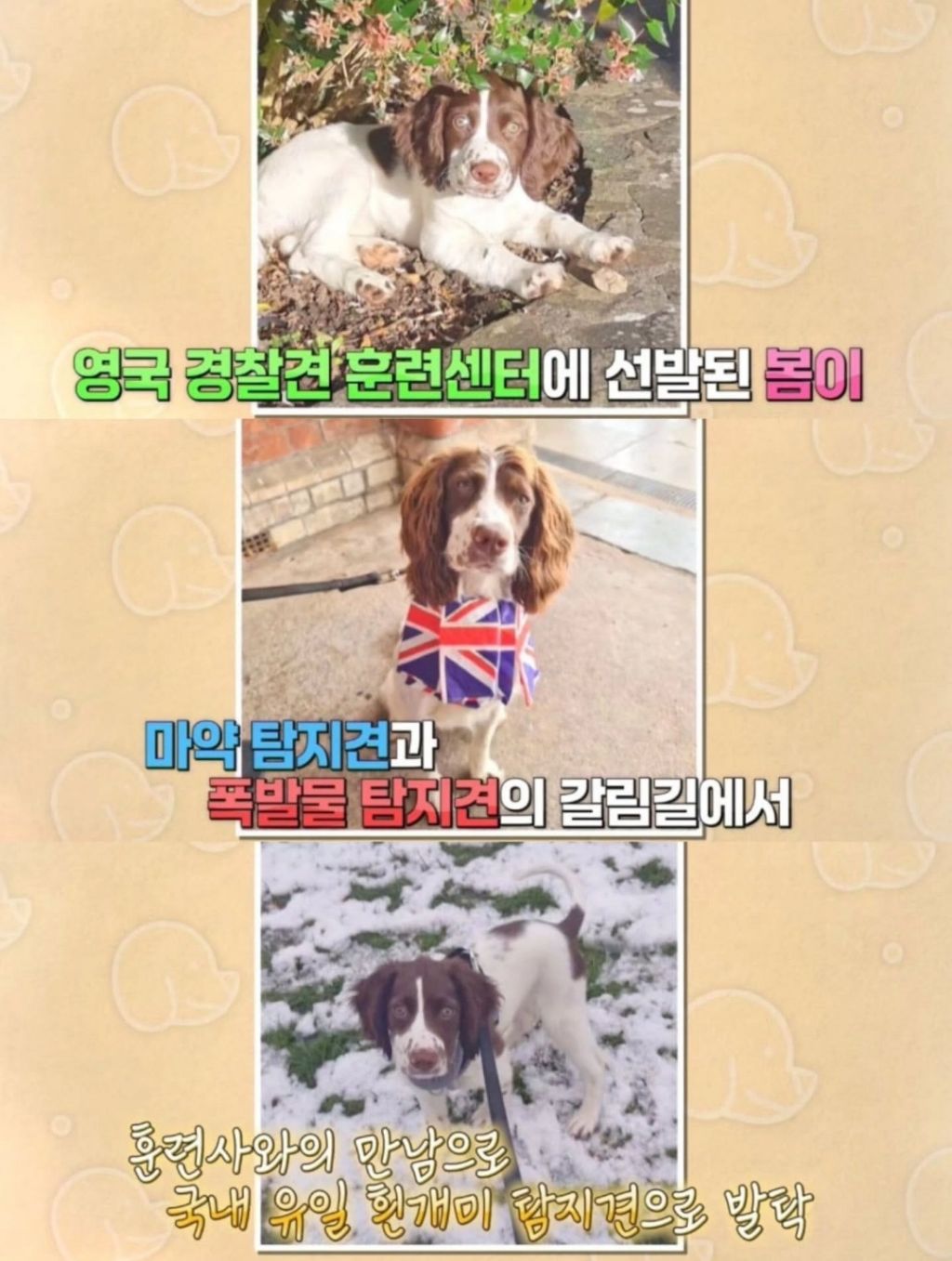 반려동물-출입금지인-경복궁에-나타난-댕댕이-9-이미지