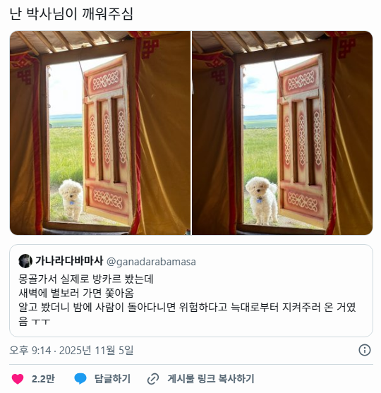 실제-흰둥이같은-몽골-강아지-0-이미지