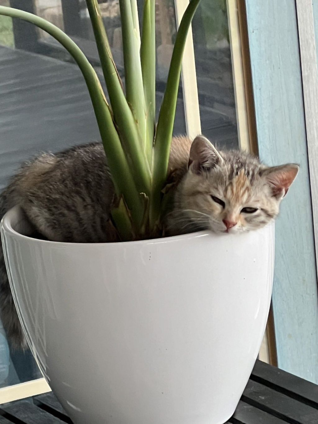 시골집-화분에-고양이-자라났대-2-이미지