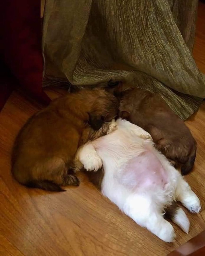 새끼-강아지때만-할-수-있다는-잠자는-자세를-맘껏-즐기는-갱얼쥐..⭐-.jpg-5-이미지