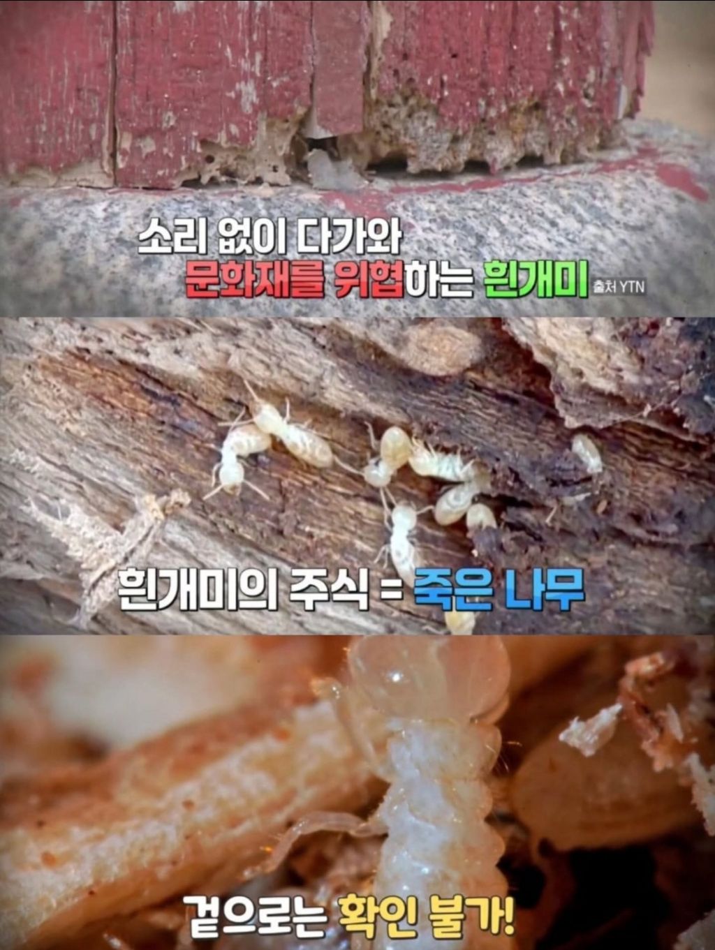 반려동물-출입금지인-경복궁에-나타난-댕댕이-3-이미지