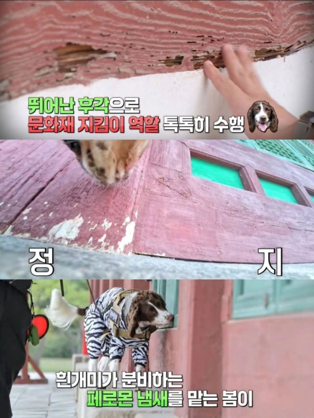 반려동물-출입금지인-경복궁에-나타난-댕댕이-4-이미지