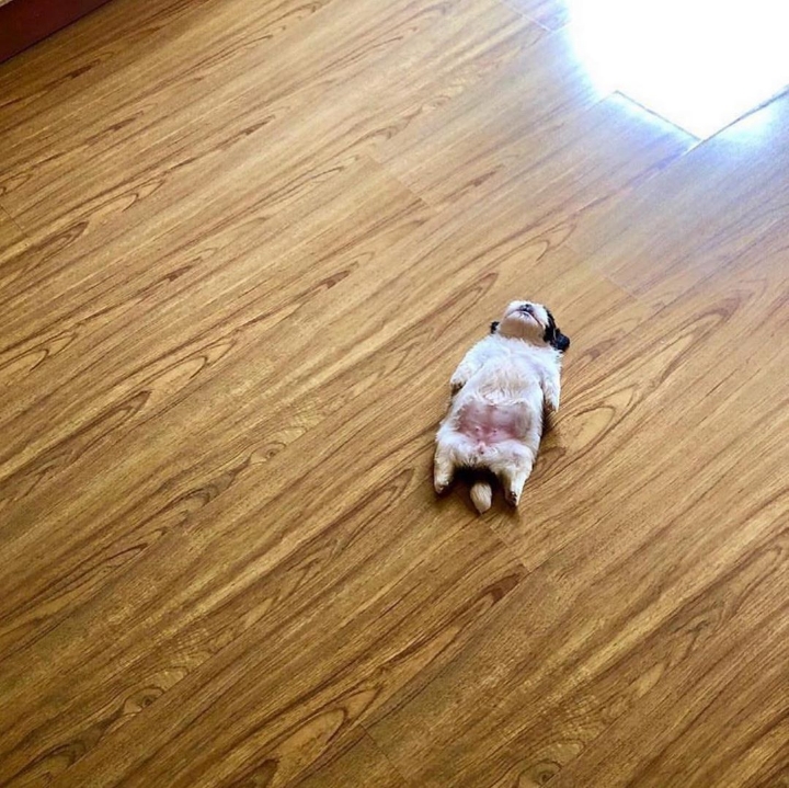 새끼-강아지때만-할-수-있다는-잠자는-자세를-맘껏-즐기는-갱얼쥐..⭐-.jpg-19-이미지