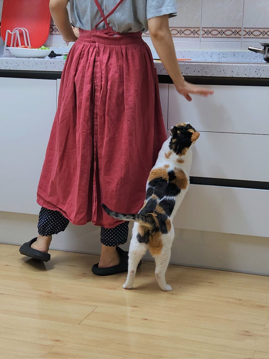 고양이-키우는-집에서-참치김치찌개를-끓였다-1-이미지