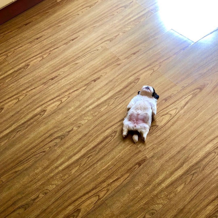 새끼-강아지때만-할-수-있다는-잠자는-자세를-맘껏-즐기는-갱얼쥐..⭐-.jpg-11-이미지