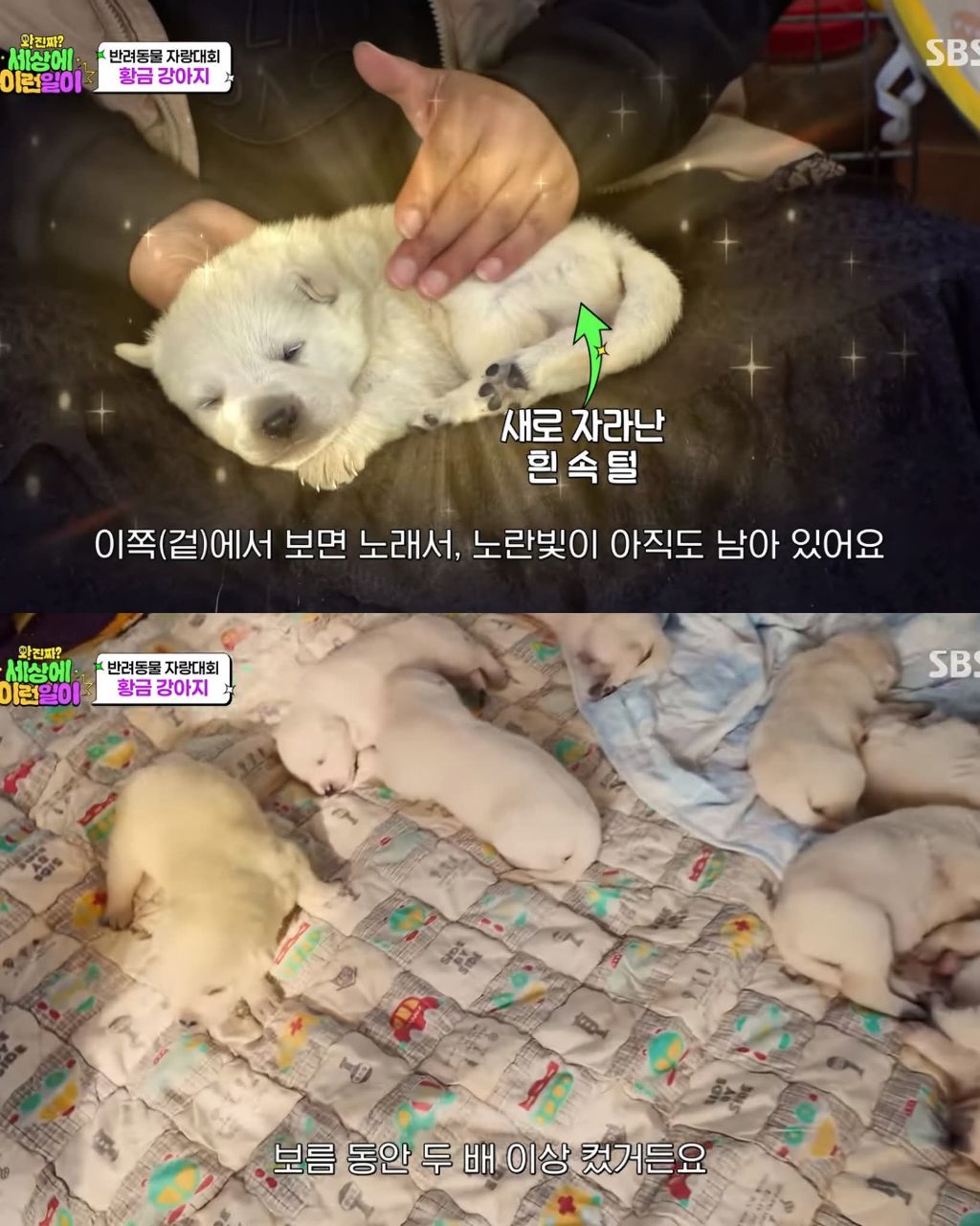 9마리댕댕이들중-색이-다르게-태어난댕댕이-3-이미지