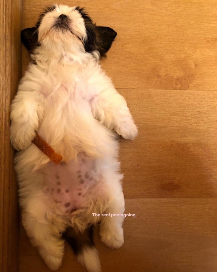 새끼-강아지때만-할-수-있다는-잠자는-자세를-맘껏-즐기는-갱얼쥐..⭐-.jpg-10-이미지