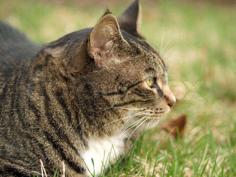 집에-귀신-나올때-키우라는-고양이-종...jpg-5-이미지