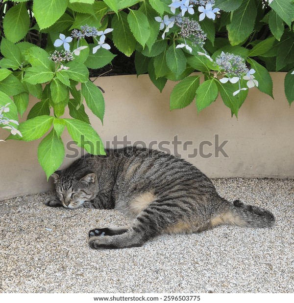 집에-귀신-나올때-키우라는-고양이-종...jpg-1-이미지