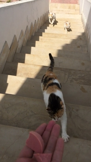 비건주인-때문에-강제-채식한-고양이들-1-이미지