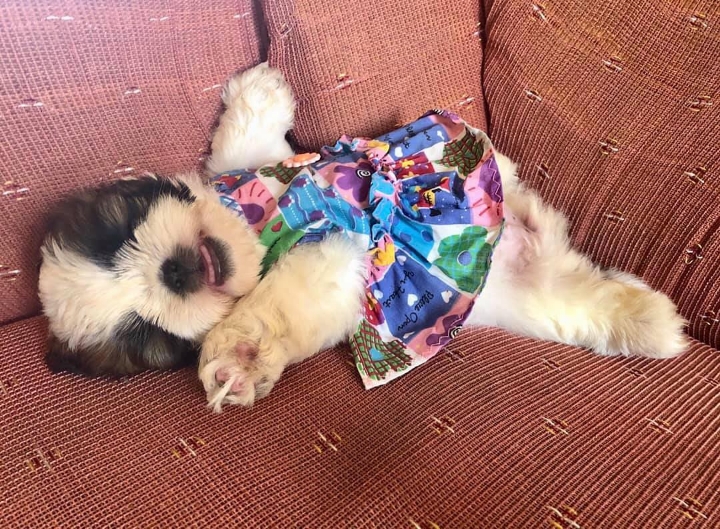 새끼-강아지때만-할-수-있다는-잠자는-자세를-맘껏-즐기는-갱얼쥐..⭐-.jpg-9-이미지