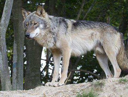 대전-오월드에서-탈출한-늑대-2-이미지