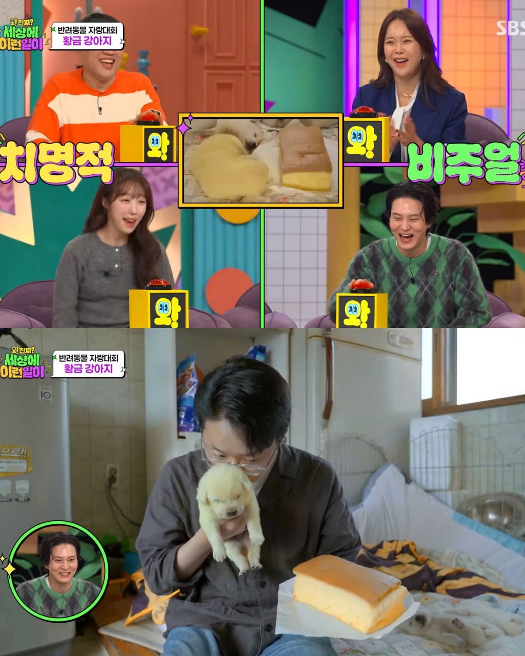 9마리댕댕이들중-색이-다르게-태어난댕댕이-8-이미지