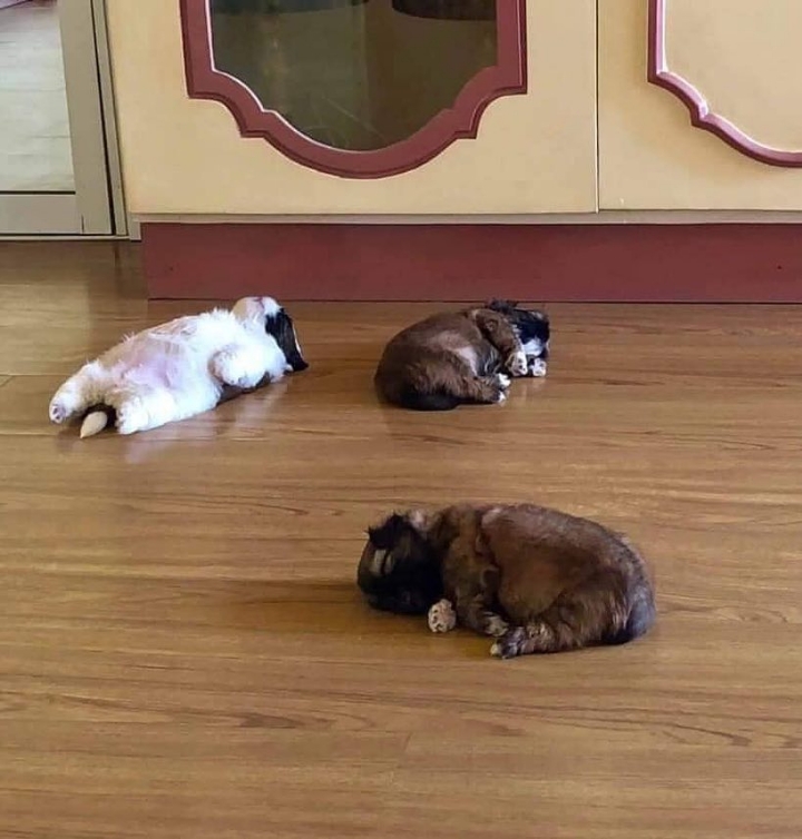 새끼-강아지때만-할-수-있다는-잠자는-자세를-맘껏-즐기는-갱얼쥐..⭐-.jpg-3-이미지