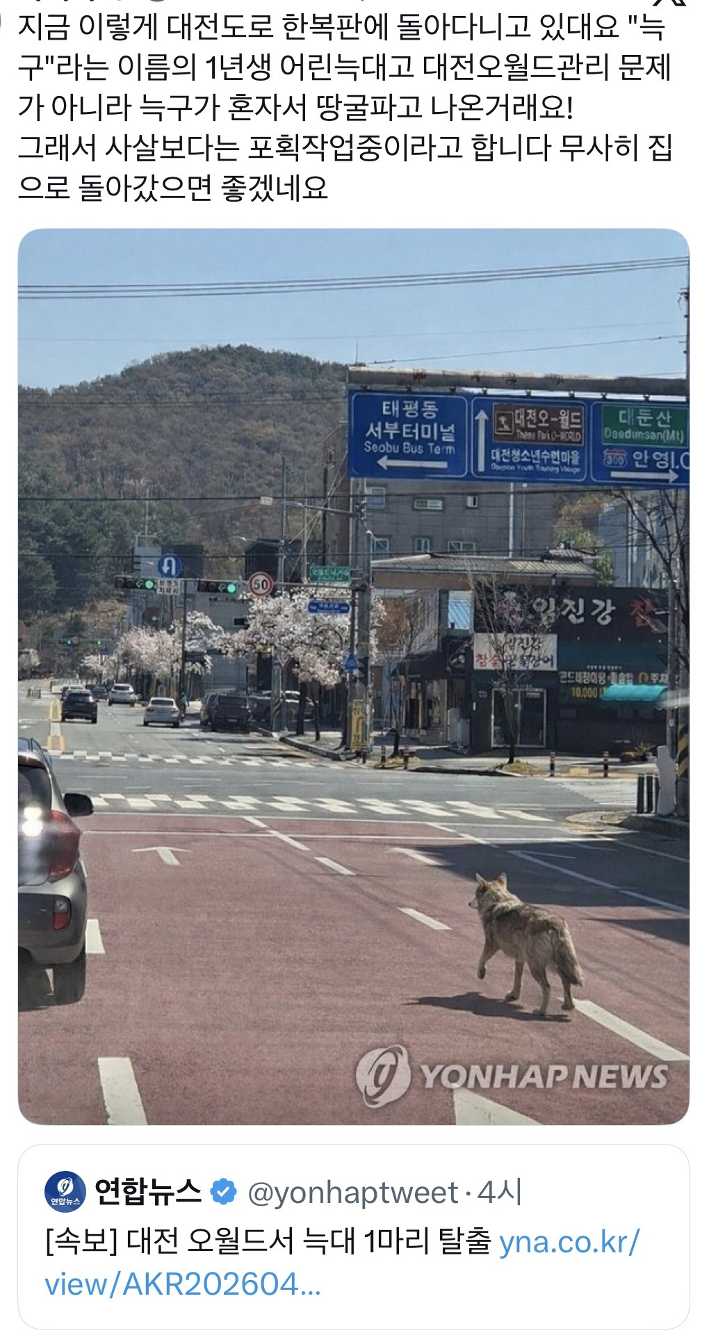 대전-오월드에서-탈출한-늑대-3-이미지