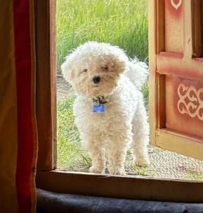 실제-흰둥이같은-몽골-강아지-1-이미지