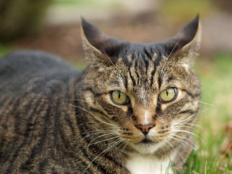 집에-귀신-나올때-키우라는-고양이-종...jpg-3-이미지