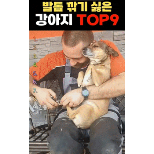 강아지-발톱-깍기-0-이미지