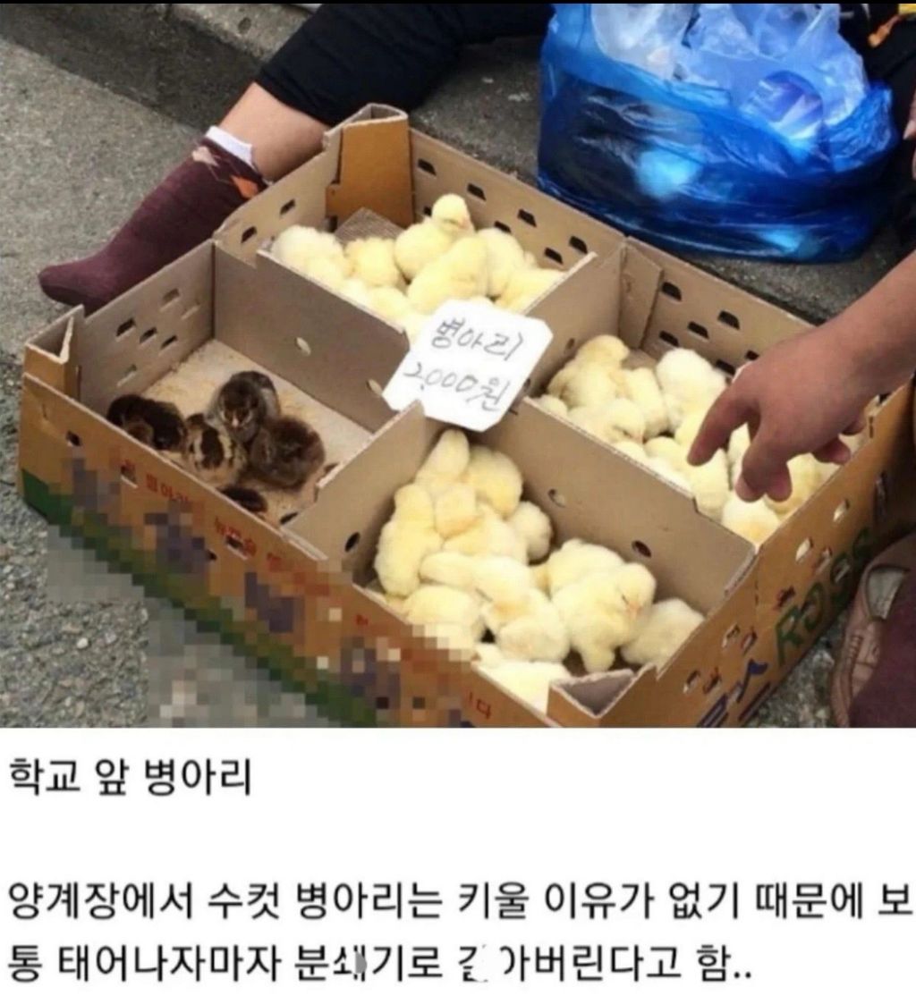알고보니-나름-동물복지-였던것-1-이미지