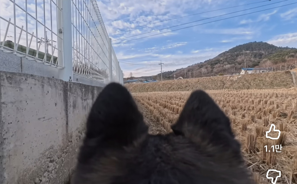시골-사는-강아지-등에-카메라-달면-생기는-일-0-이미지