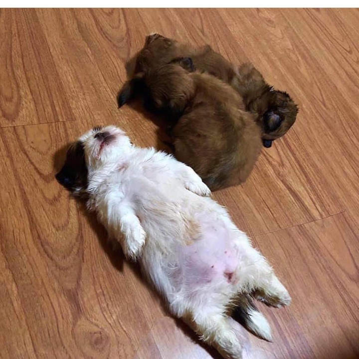 새끼-강아지때만-할-수-있다는-잠자는-자세를-맘껏-즐기는-갱얼쥐..⭐-.jpg-17-이미지