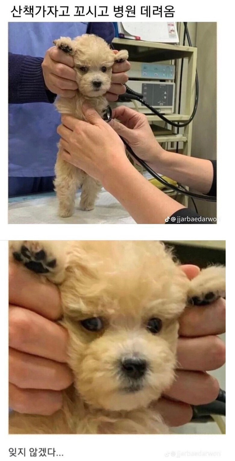 산책가자고-꼬신-뒤-병원-데려옴-0-이미지