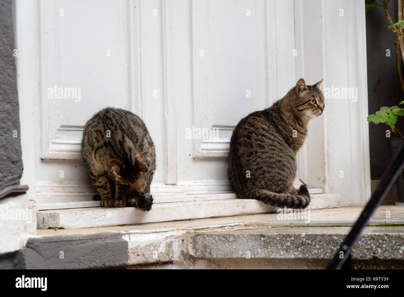 집에-귀신-나올때-키우라는-고양이-종...jpg-9-이미지