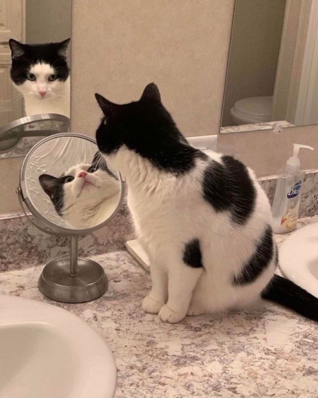 고양이-얼굴-각도의-중요성-0-이미지