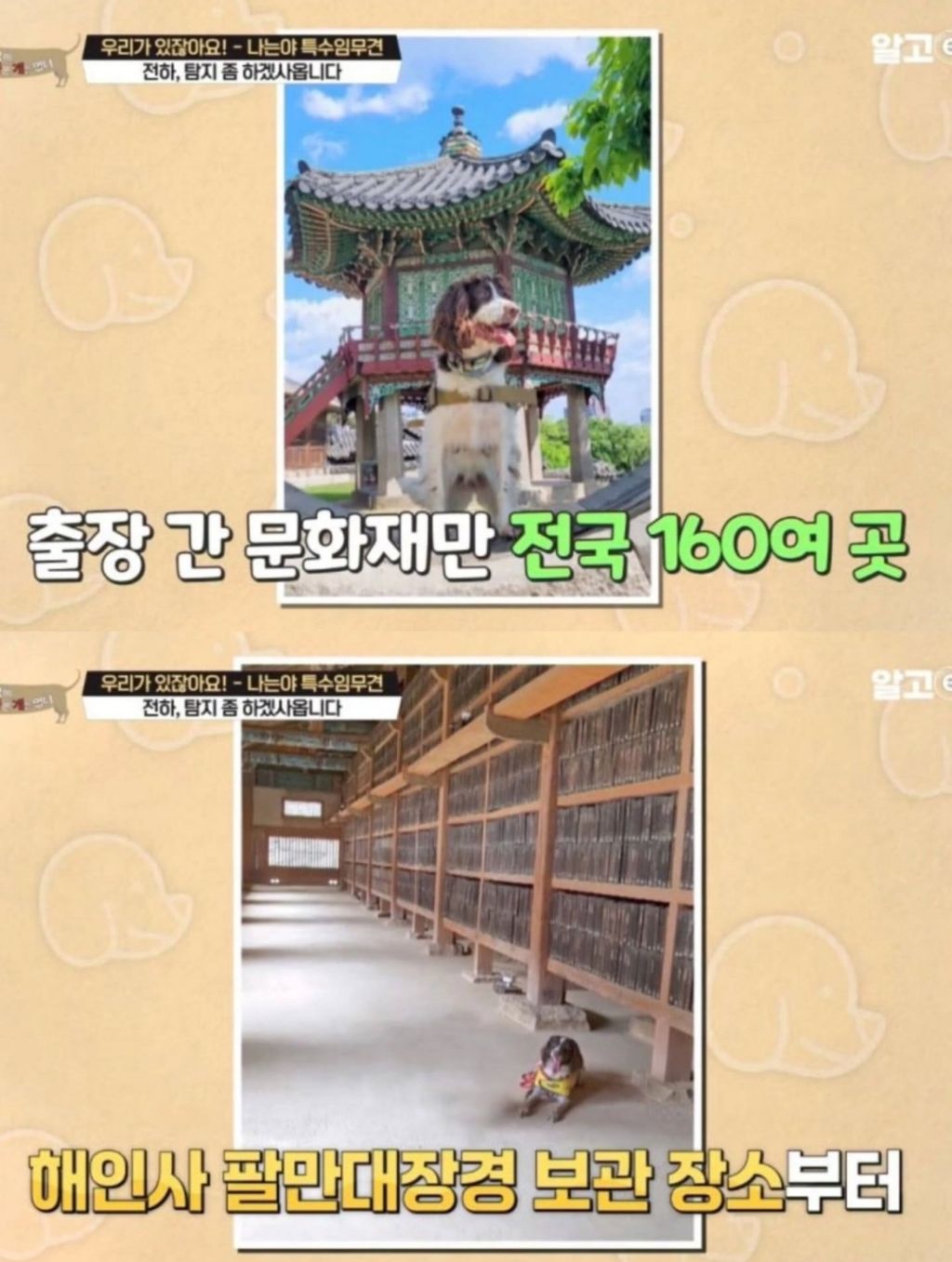 반려동물-출입금지인-경복궁에-나타난-댕댕이-11-이미지