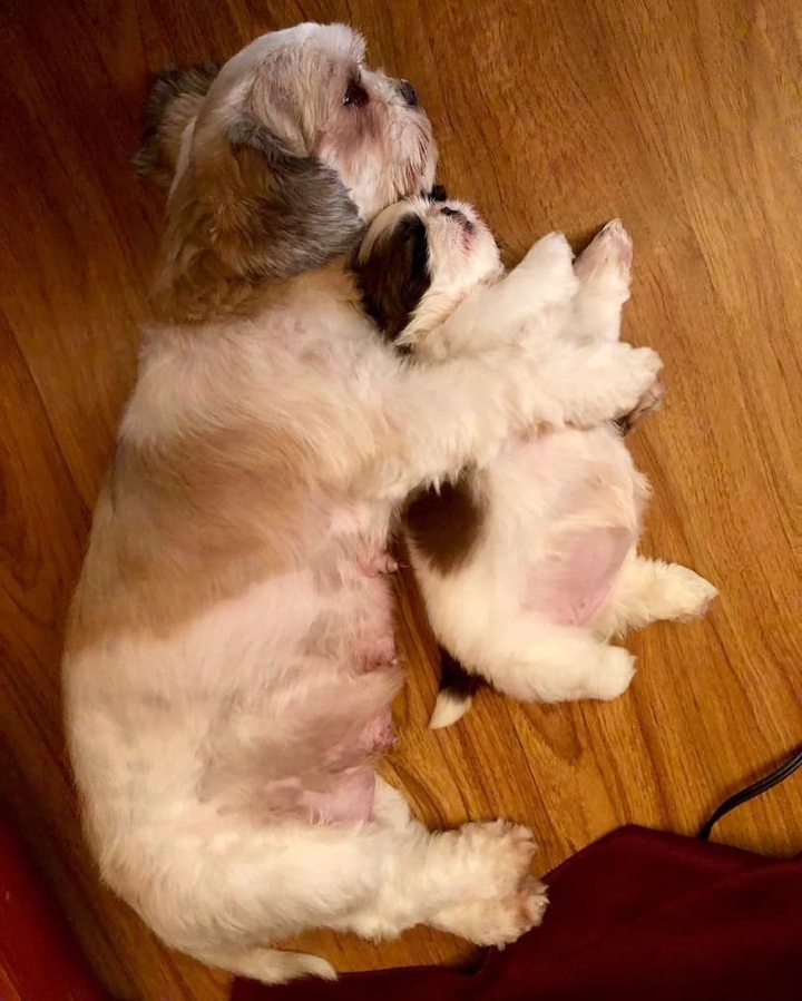 새끼-강아지때만-할-수-있다는-잠자는-자세를-맘껏-즐기는-갱얼쥐..⭐-.jpg-6-이미지