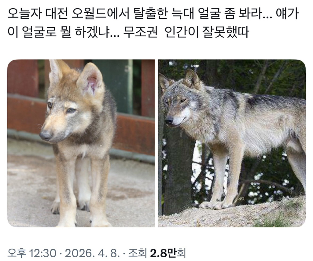 대전-오월드에서-탈출한-늑대-0-이미지