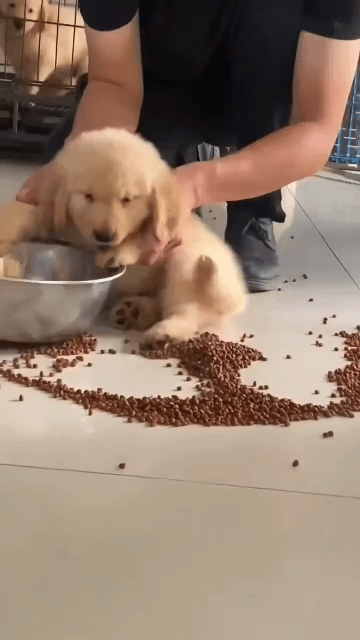 사료를-엎지른-인절미의-최후-0-이미지