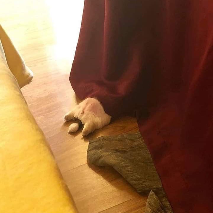 새끼-강아지때만-할-수-있다는-잠자는-자세를-맘껏-즐기는-갱얼쥐..⭐-.jpg-2-이미지