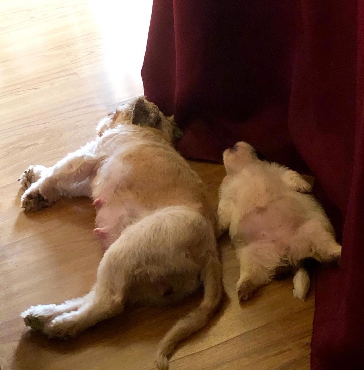 새끼-강아지때만-할-수-있다는-잠자는-자세를-맘껏-즐기는-갱얼쥐..⭐-.jpg-15-이미지