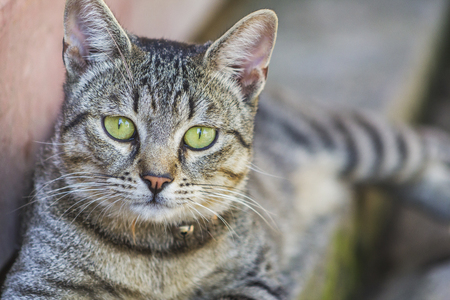 집에-귀신-나올때-키우라는-고양이-종...jpg-6-이미지