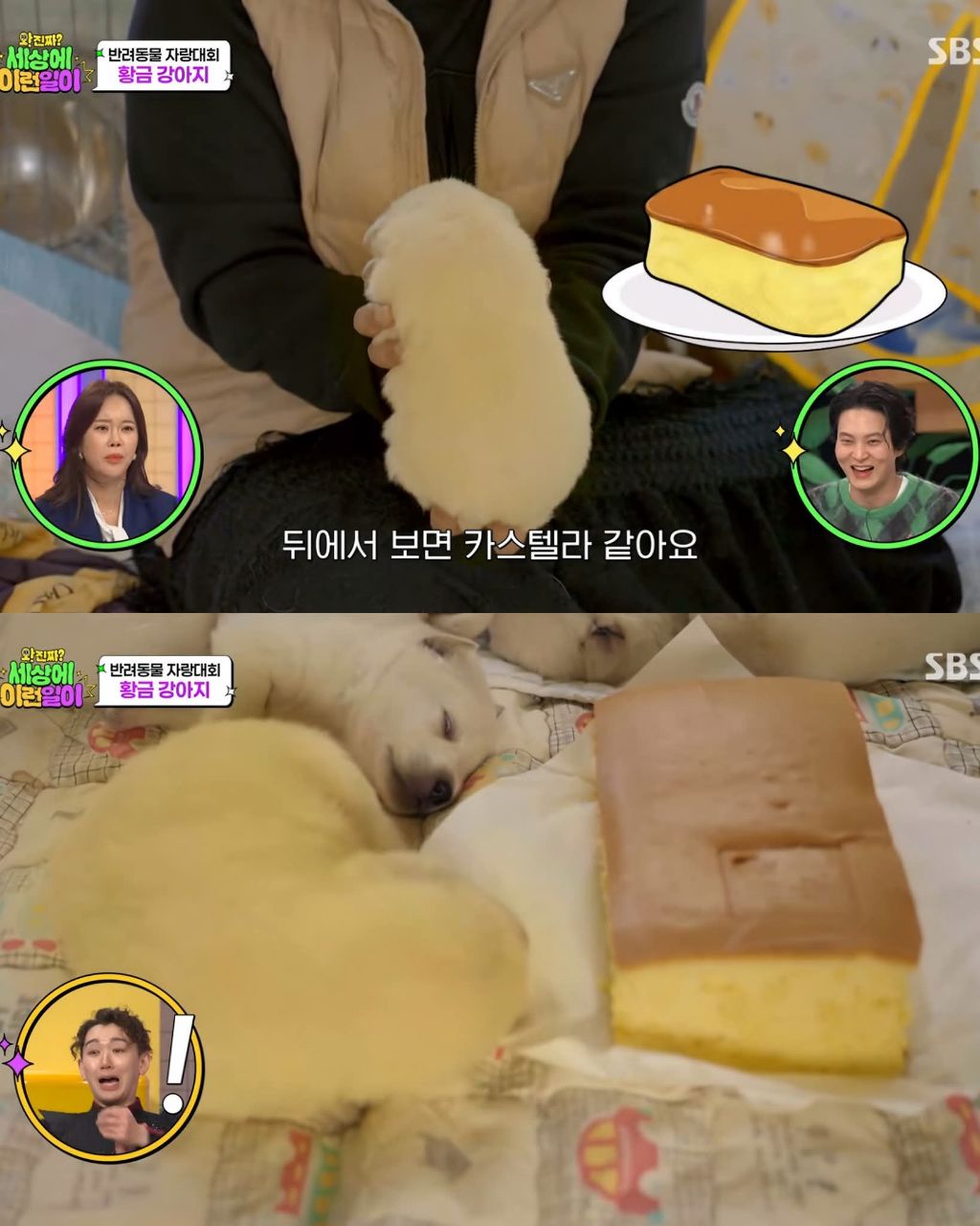 9마리댕댕이들중-색이-다르게-태어난댕댕이-7-이미지