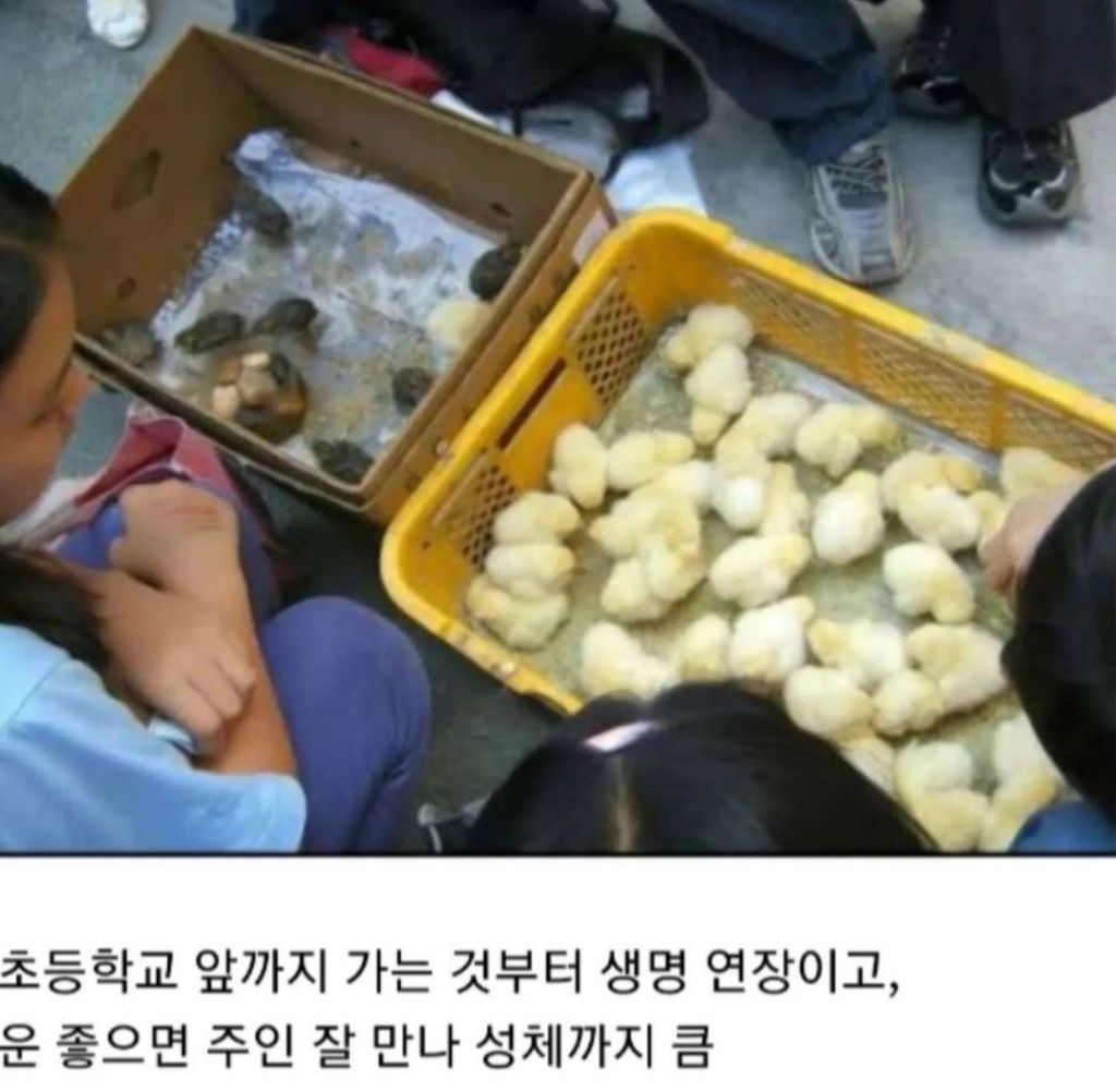 알고보니-나름-동물복지-였던것-2-이미지