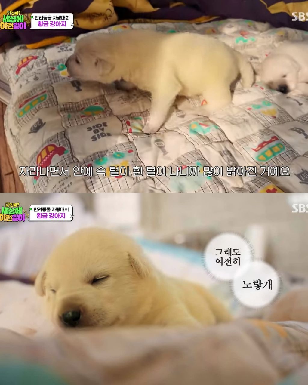 9마리댕댕이들중-색이-다르게-태어난댕댕이-4-이미지