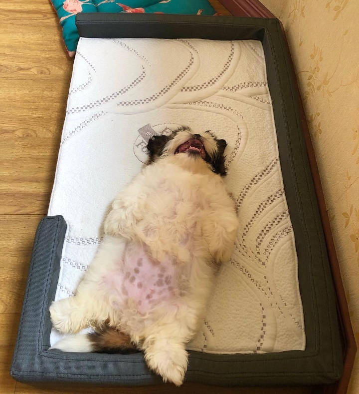 새끼-강아지때만-할-수-있다는-잠자는-자세를-맘껏-즐기는-갱얼쥐..⭐-.jpg-13-이미지