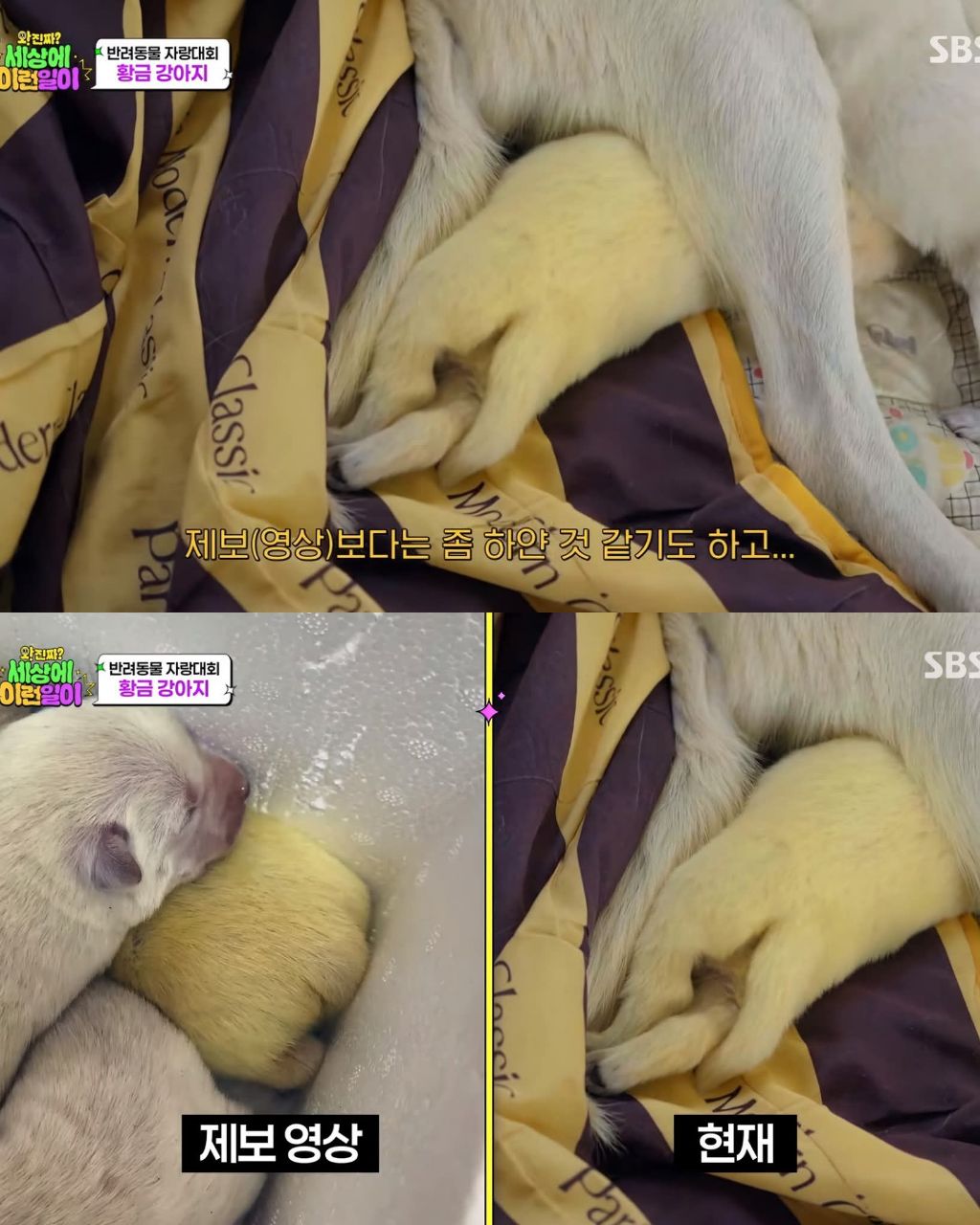 9마리댕댕이들중-색이-다르게-태어난댕댕이-2-이미지