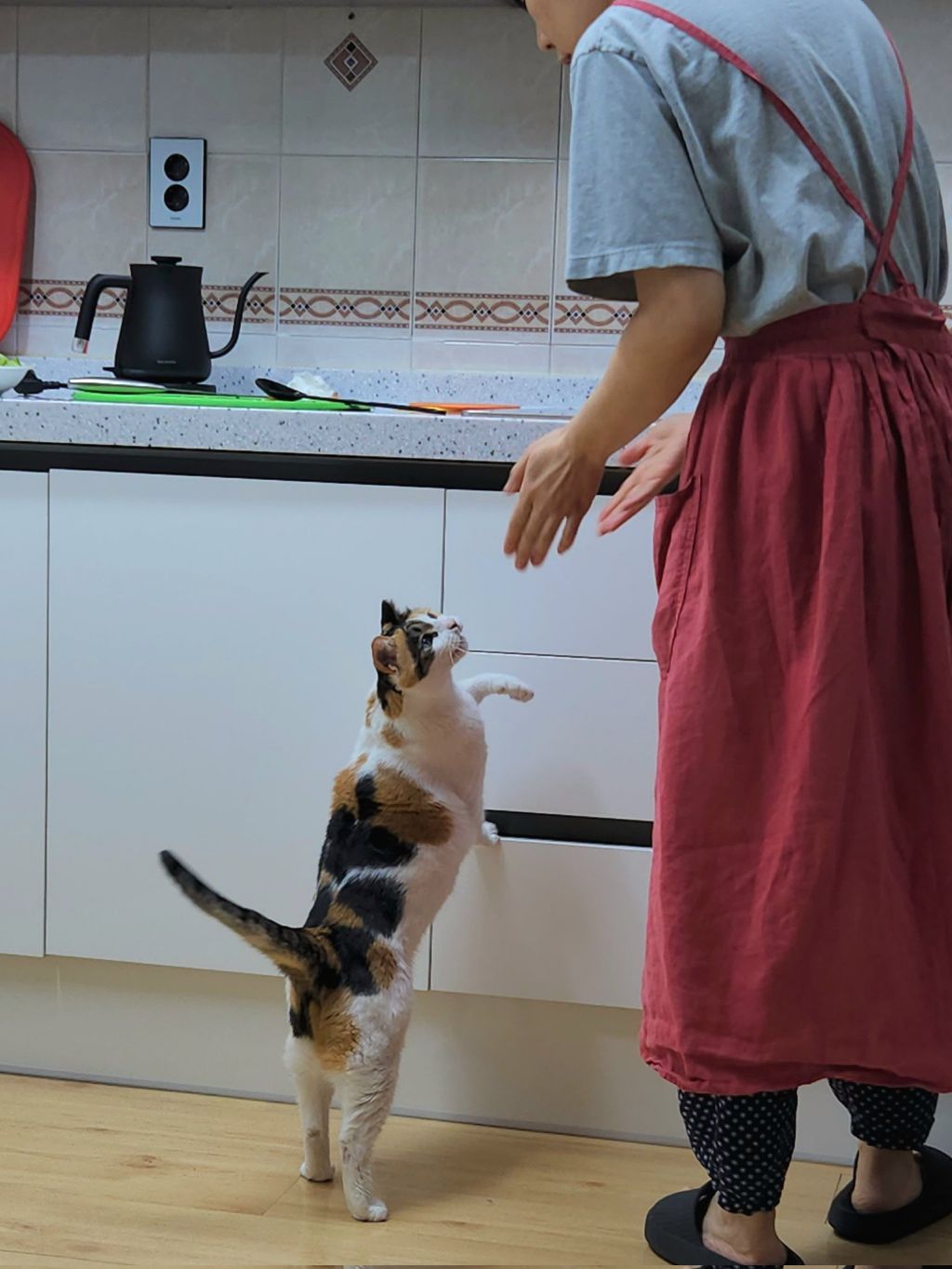 고양이-키우는-집에서-참치김치찌개를-끓였다-2-이미지